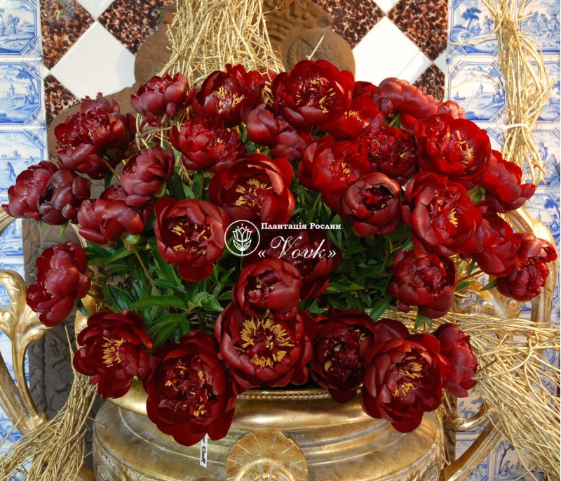 Півонія Buckeye Belle