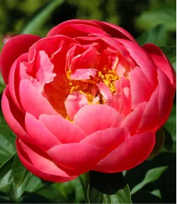Півонія Coral Charm