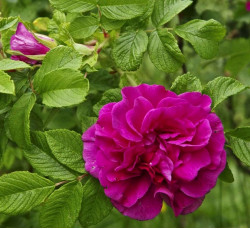 Саженцы розы для Варенья