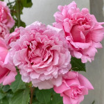 Саженцы розы Бьенвеню