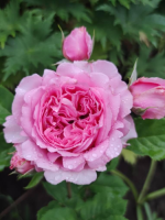 Саженцы розы Бьенвеню