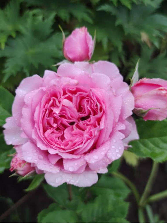 Саженцы розы Бьенвеню