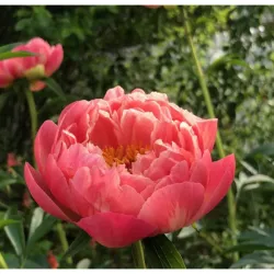 Корневища пиона Coral Charm