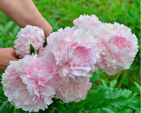 Пион Sarah Bernhardt "Select"