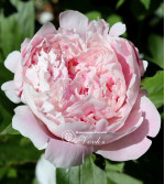 Пион Sarah Bernhardt "Select"