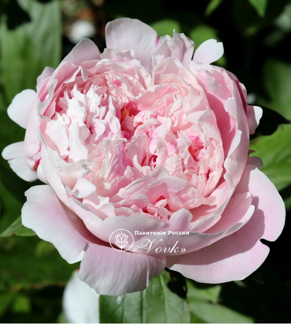 Пион Sarah Bernhardt "Select"