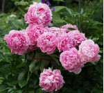 Пион Sarah Bernhardt "Select"