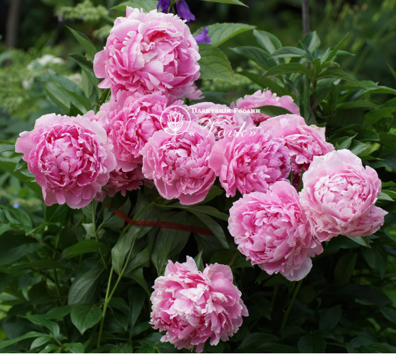 Пион Sarah Bernhardt "Select"