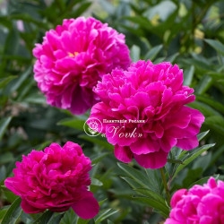 Корневища пиона Kansas
