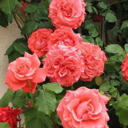 Роза Ди Ди Бріджуотер