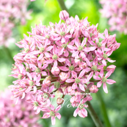 Луковицы аллиума Pink Jewel