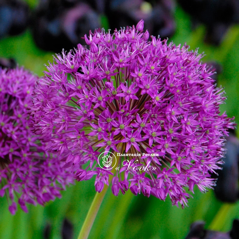 Алліум Purple Sensation