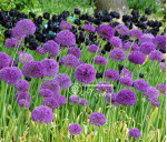 Алліум Purple Sensation