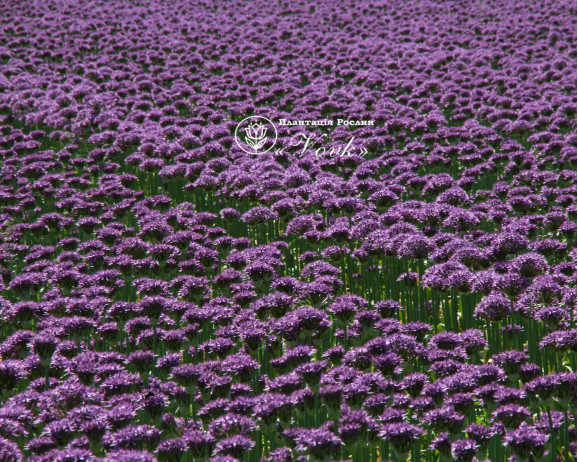 Алліум Purple Sensation