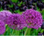 Алліум Purple Sensation