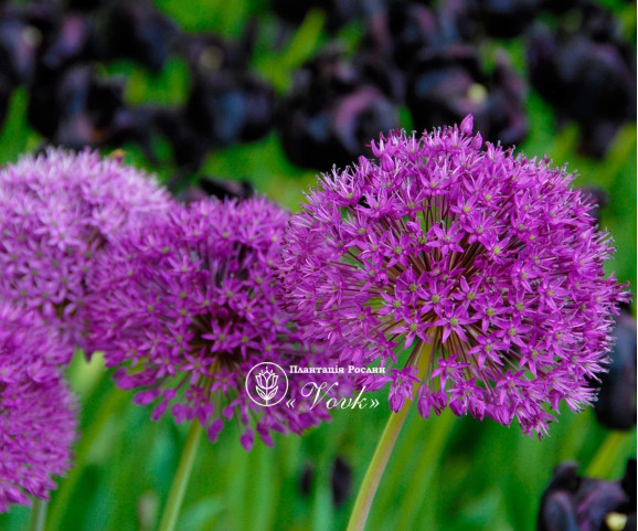 Алліум Purple Sensation