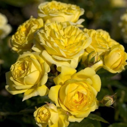 Саженцы розы Ани Дюпрей