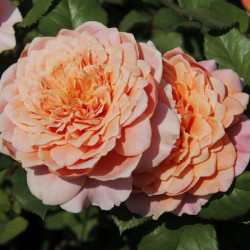 Саджанець троянди Фестиваль де Жарден де Шомон