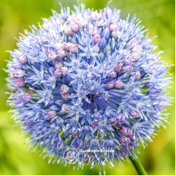 Аллиум Caeruleum (Azureum)