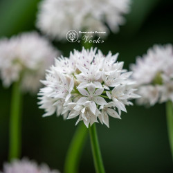 Аллиум Amplectens Graceful Beauty