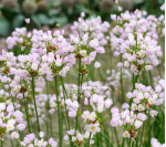 Аллиум Roseum