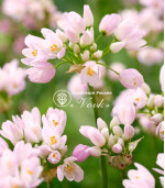 Аллиум Roseum