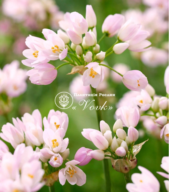 Аллиум Roseum