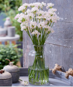 Аллиум Roseum