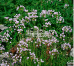 Аллиум Roseum