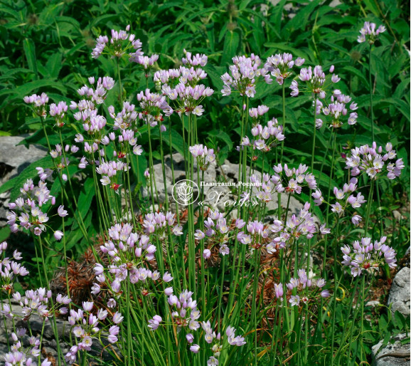 Аллиум Roseum