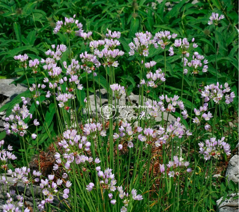 Алліум Roseum