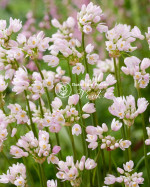 Аллиум Roseum