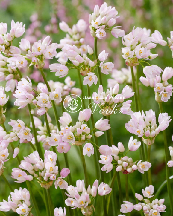 Аллиум Roseum