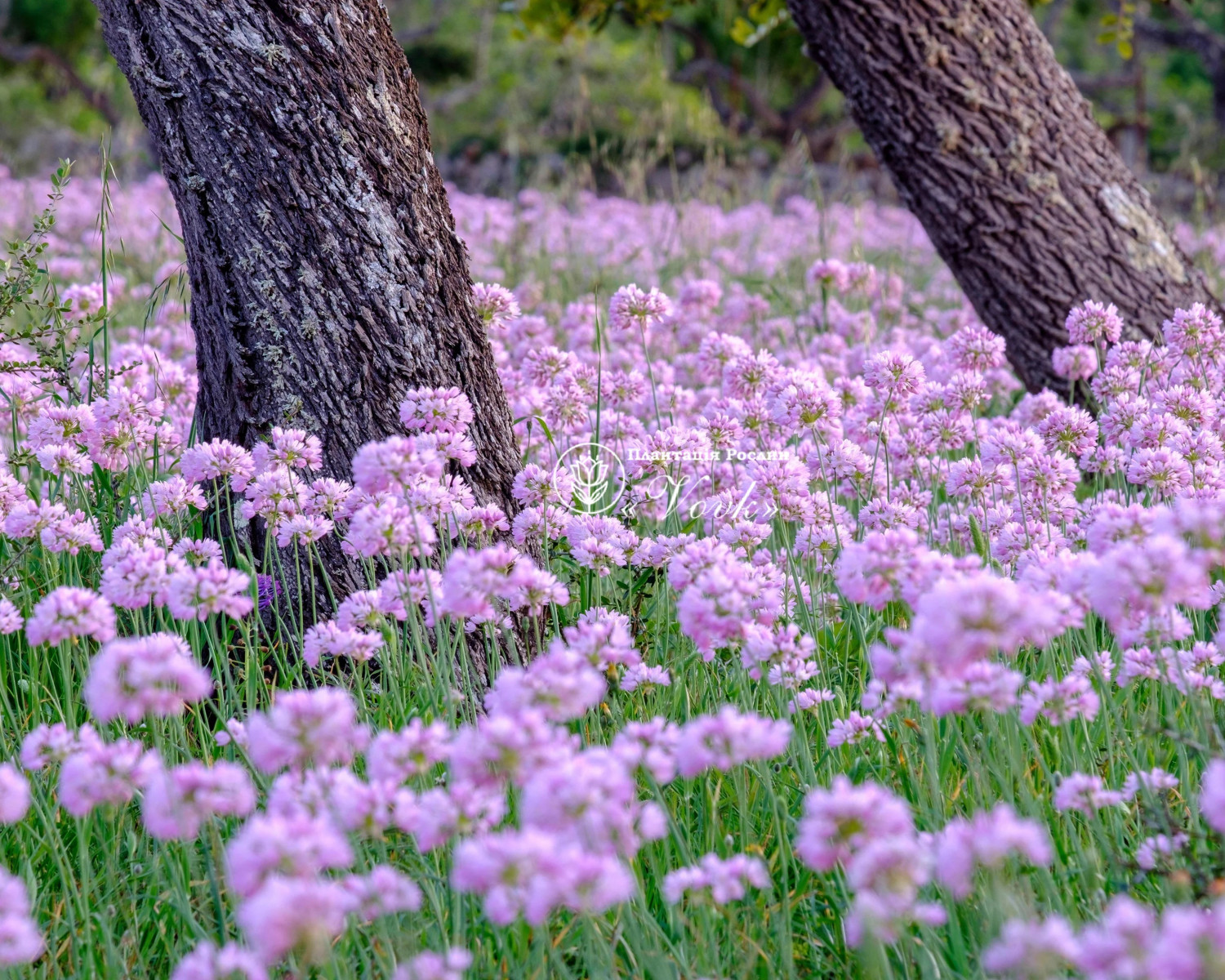 Алліум Roseum