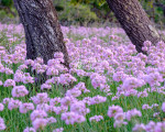 Аллиум Roseum