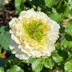 Саджанці троянди Грін Айс