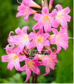 Амариліс Belladonna