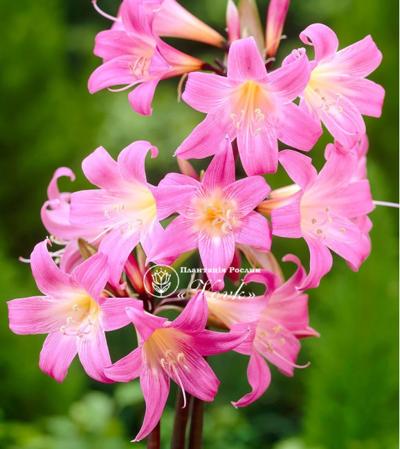 Амариліс Belladonna