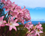 Амариліс Belladonna