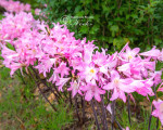 Амариліс Belladonna