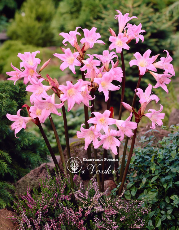 Амариліс Belladonna
