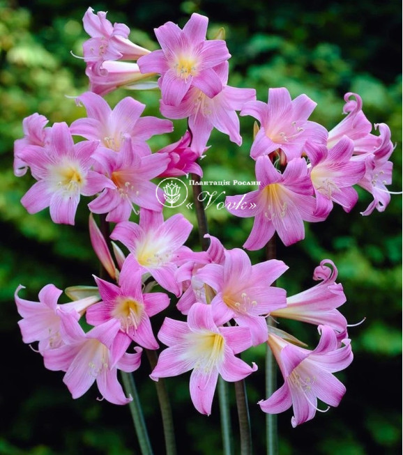 Амариліс Belladonna