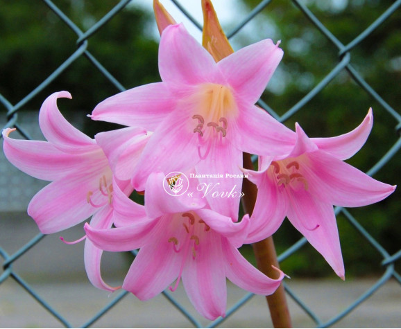 Амариліс Belladonna