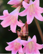 Амариліс Belladonna