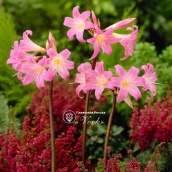 Луковицы амариллиса Belladonna