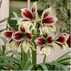 Луковицы амариллиса Papilio