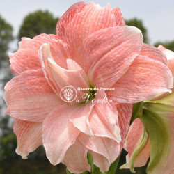 Цибулины амариллис Pink Glory