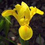 Ирис Hollandica Golden Harvest