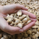 Ирис Hollandica Golden Harvest