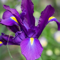 Ірис Hollandica Purple Sensation